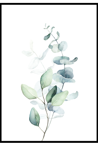 Постер Ветвь эвкалипта