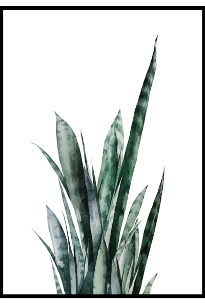 Постер Сансевиерия