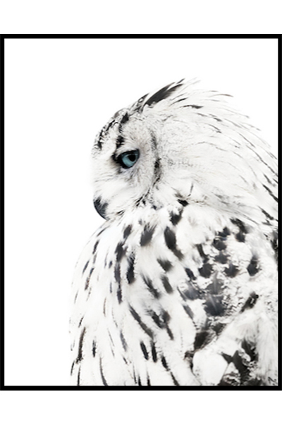 Постер Белая сова