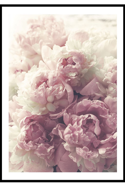 Постер Нежные пионы