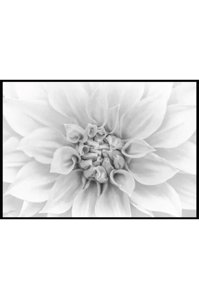 Постер Белая Хризантема