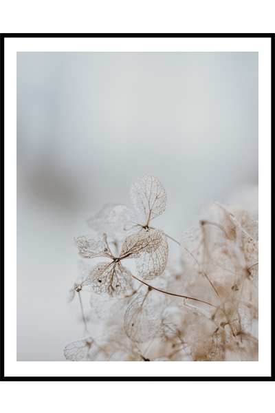 Постер Сухоцветы #2