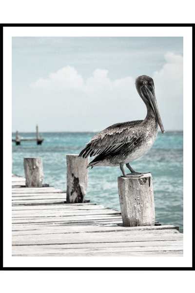 Постер Альбатрос