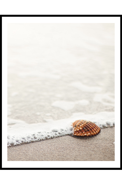 Постер  Ракушка
