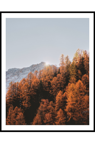 Постер Верхушки осеннего леса