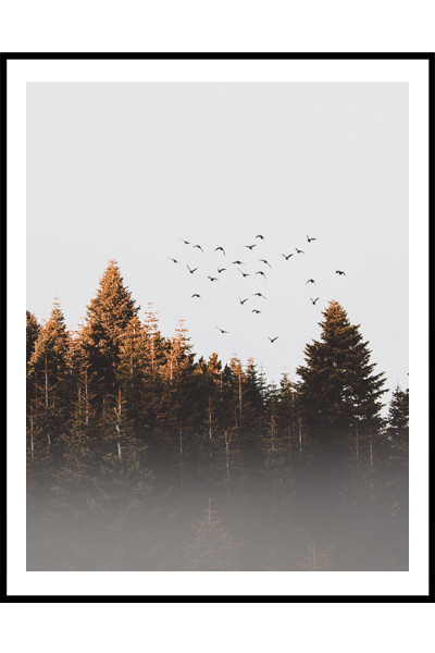 Постер  Птицы над лесом