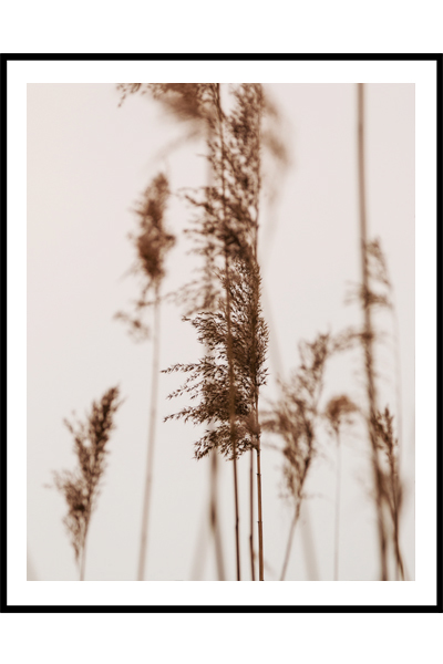 Постер  Пампасная трава