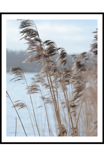 Пампасная трава