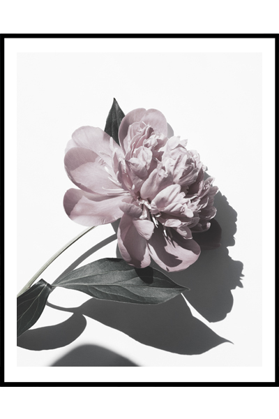 Постер Розовый пион