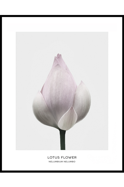 Постер Лотус бутон