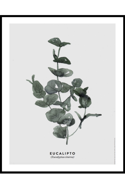 Постер Ботаника Eucalipto