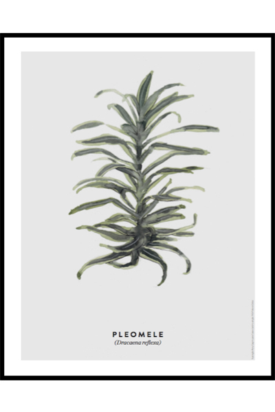 Постер Ботаника Pleomele