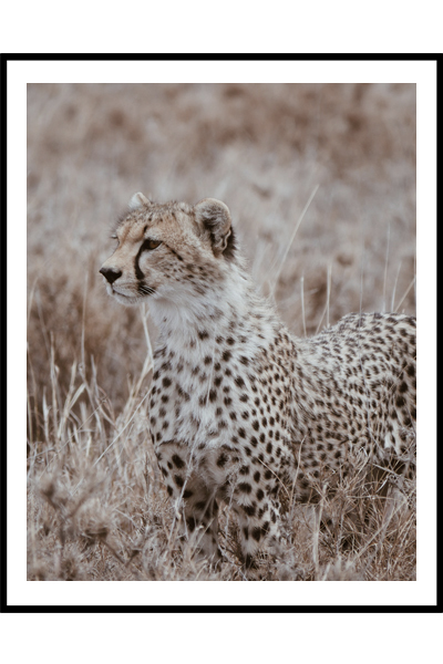 Постер Гепард