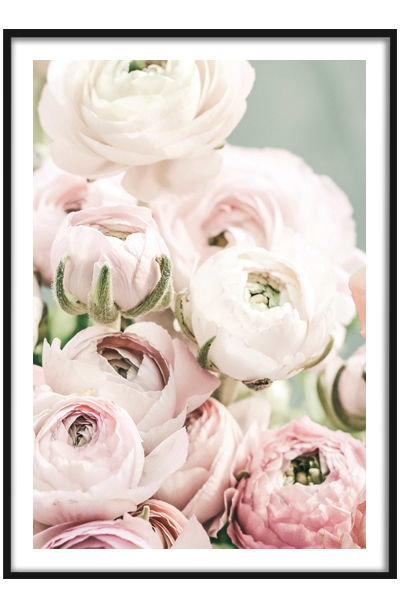 Постер Ранункулюс #2