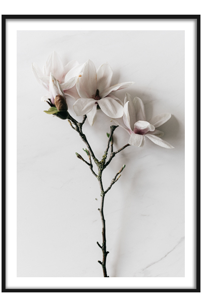 Постер Магнолия