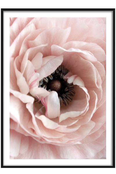 Постер Розовый мак