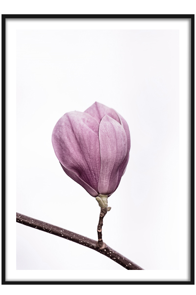Постер Магнолия бутон