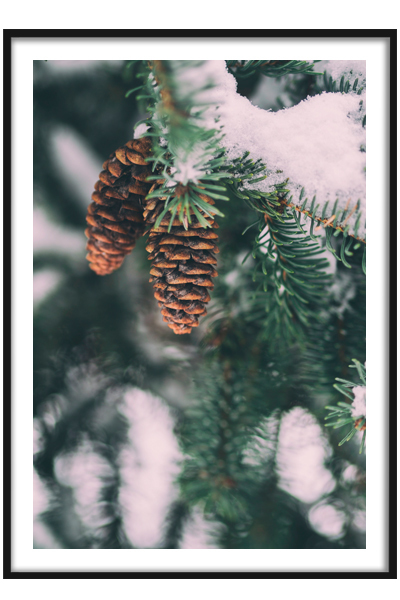 Постер Шишки на ветке