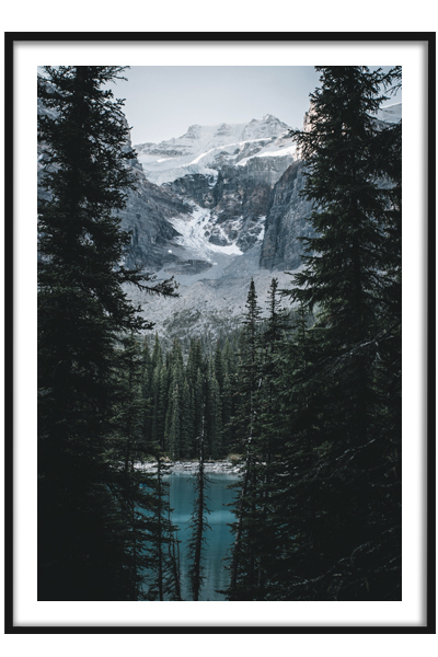 Постер Сквозь ветви елей