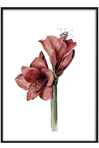 Постер  Амариллис