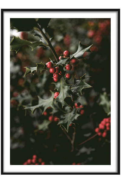 Постер  Остролист