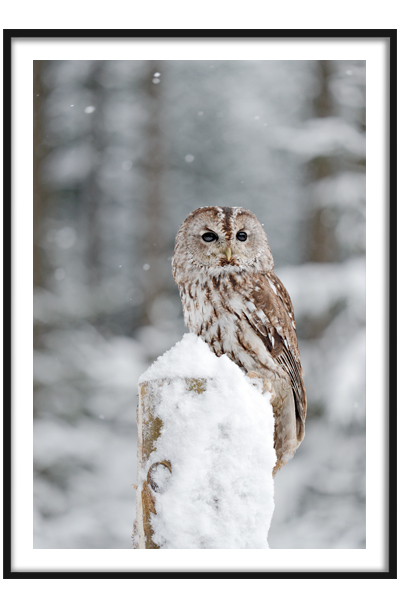 Постер Сова на ветке