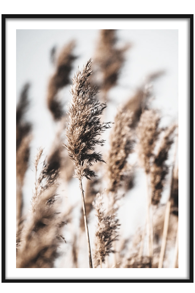 Постер Пампасная трава