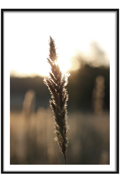 Постер Колос в поле