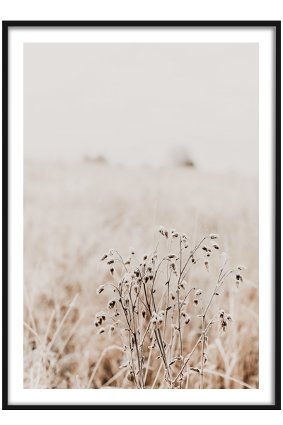 Постер Сухие полевые цветы