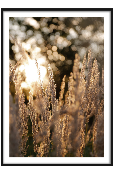 Постер Закат в поле
