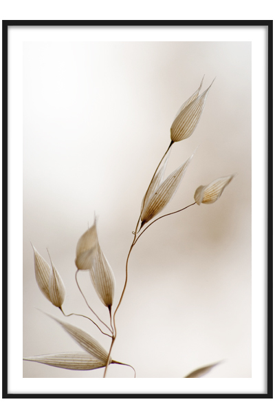 Постер Овёс