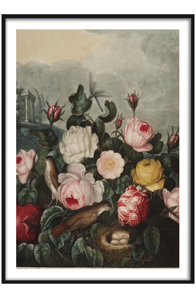 Постер Розы