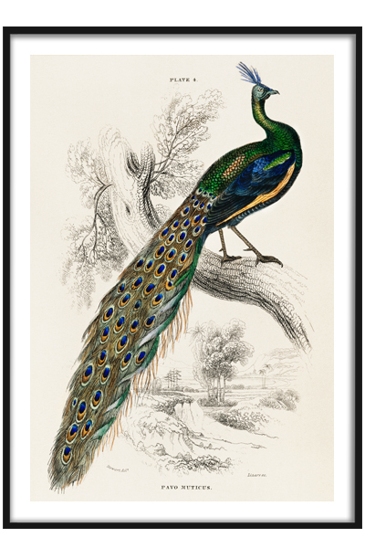 Постер Павлин