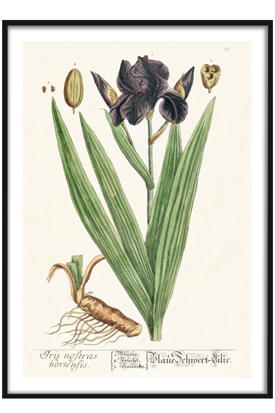 Постер Ирис