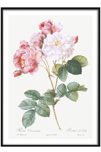 Постер Розы