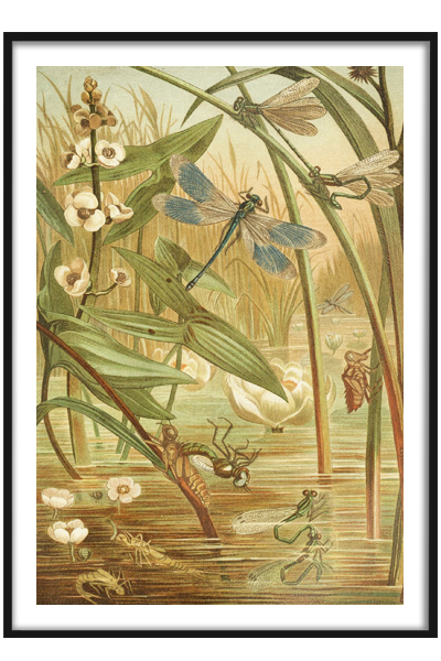 Постер Стрекозы