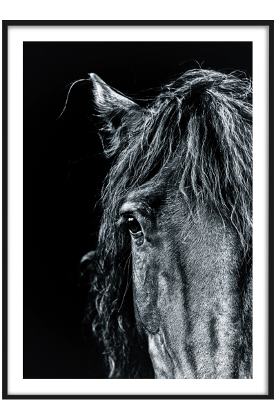 Постер Черный конь