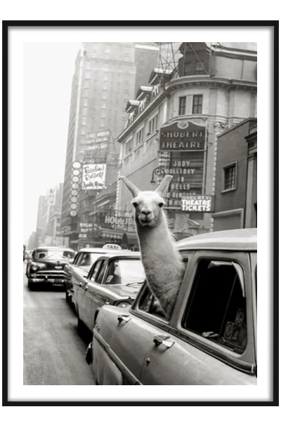 Постер Лама