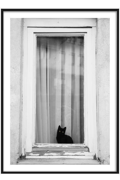 Постер Черная кошка у окошка