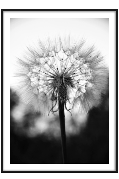 Постер Одуванчик