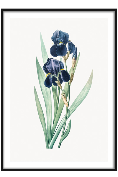 Постер Ирисы
