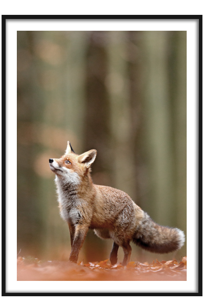 Постер Лисенок