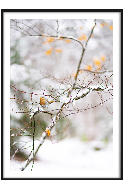 Постер Птичка на веточке