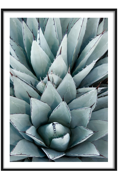 Постер Голубой суккулент #2