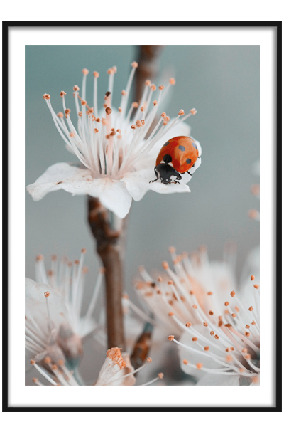 Постер Божья коровка