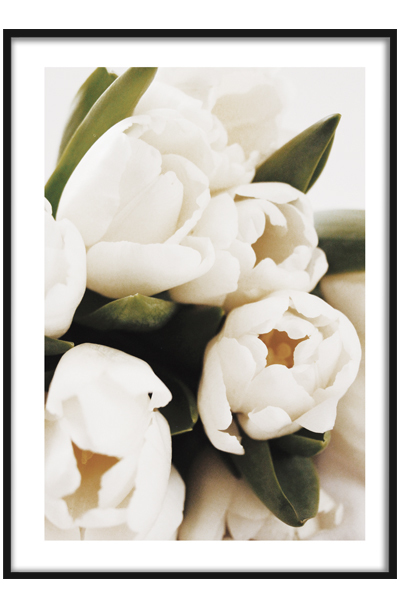 Постер Белые тюльпаны