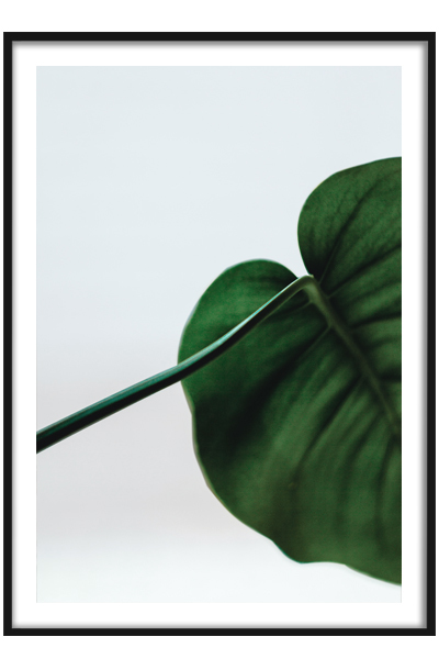 Постер  Лист монстеры