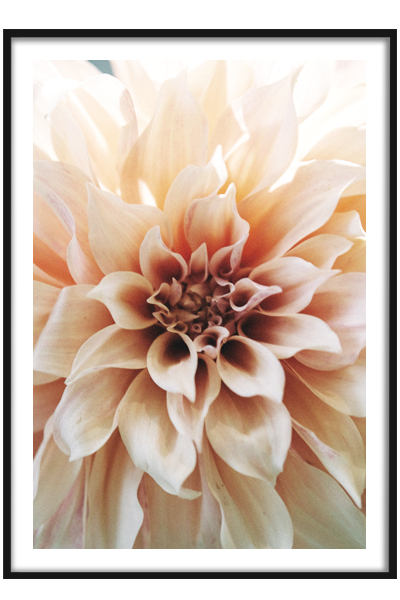 Постер  Гортензия №3