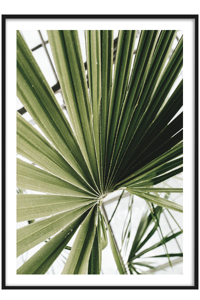 Постер  Лист пальмы
