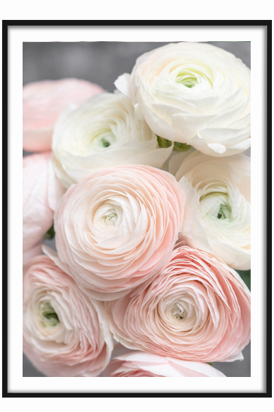 Постер  Розовый букет ранункулюсов